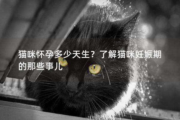 猫咪怀孕多少天生？了解猫咪妊娠期的那些事儿