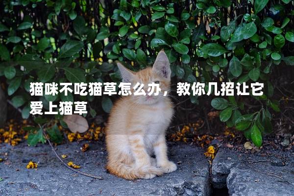 猫咪不吃猫草怎么办，教你几招让它爱上猫草