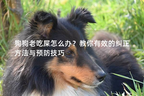 狗狗老吃屎怎么办？教你有效的纠正方法与预防技巧