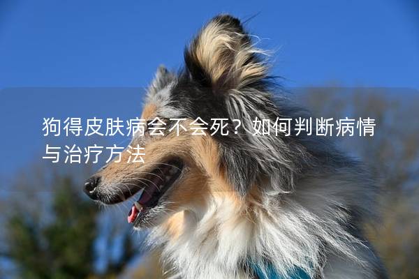 狗得皮肤病会不会死？如何判断病情与治疗方法