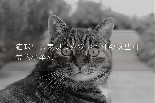 猫咪什么表现是喜欢你？细数这些可爱的小举动