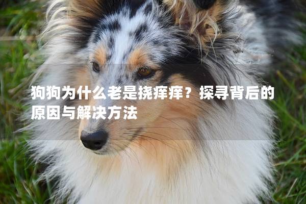 狗狗为什么老是挠痒痒？探寻背后的原因与解决方法