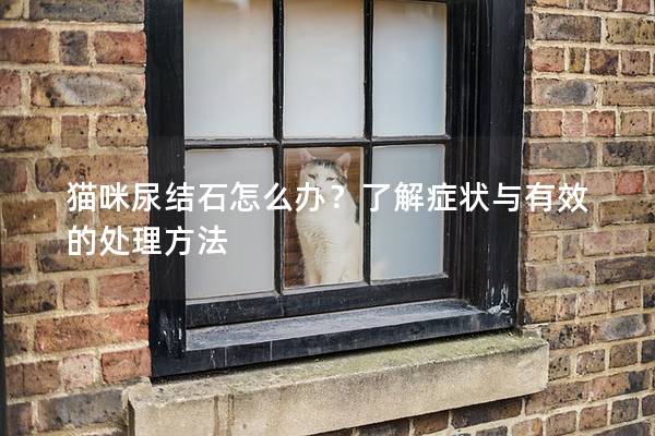 猫咪尿结石怎么办？了解症状与有效的处理方法