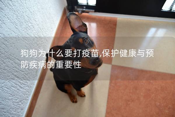 狗狗为什么要打疫苗,保护健康与预防疾病的重要性