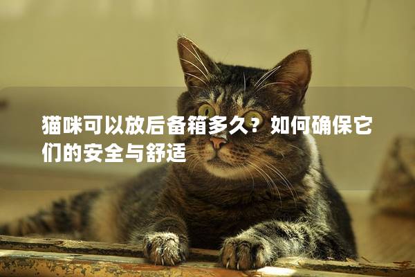 猫咪可以放后备箱多久？如何确保它们的安全与舒适