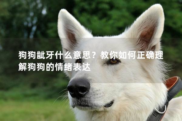 狗狗龇牙什么意思？教你如何正确理解狗狗的情绪表达