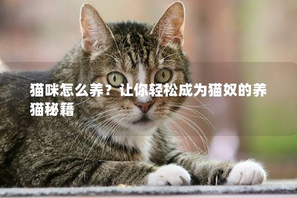 猫咪怎么养？让你轻松成为猫奴的养猫秘籍