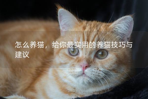 怎么养猫，给你最实用的养猫技巧与建议