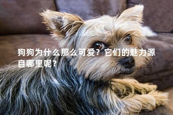 狗狗为什么那么可爱？它们的魅力源自哪里呢？