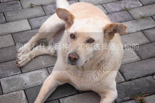 狗狗有什么品种，如何选择适合你的爱犬？