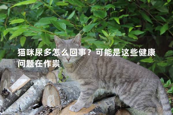 猫咪尿多怎么回事？可能是这些健康问题在作祟