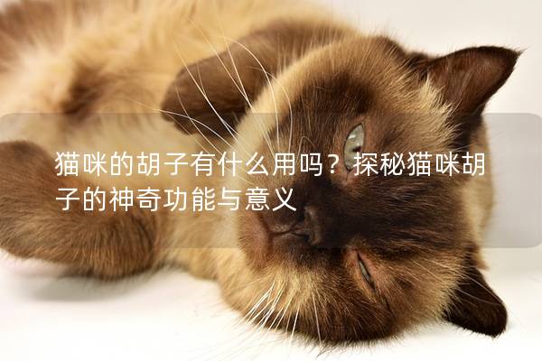 猫咪的胡子有什么用吗？探秘猫咪胡子的神奇功能与意义