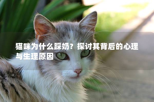 猫咪为什么踩奶？探讨其背后的心理与生理原因