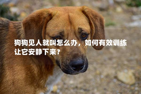 狗狗见人就叫怎么办，如何有效训练让它安静下来？