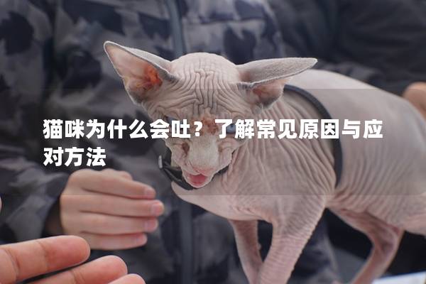 猫咪为什么会吐？了解常见原因与应对方法