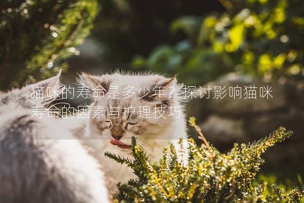 猫咪的寿命是多少年？探讨影响猫咪寿命的因素与护理技巧