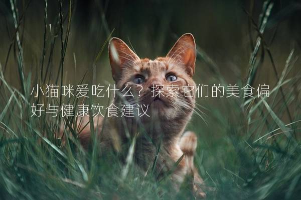 小猫咪爱吃什么？探索它们的美食偏好与健康饮食建议