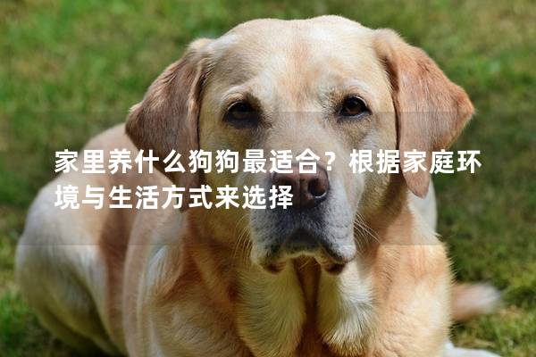 家里养什么狗狗最适合？根据家庭环境与生活方式来选择