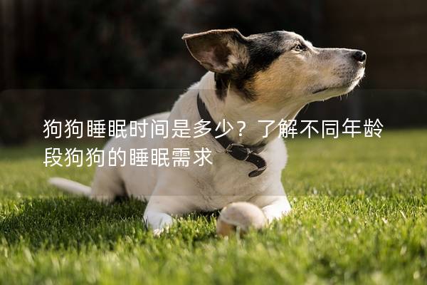 狗狗睡眠时间是多少？了解不同年龄段狗狗的睡眠需求