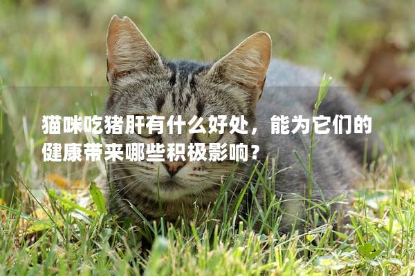 猫咪吃猪肝有什么好处，能为它们的健康带来哪些积极影响？