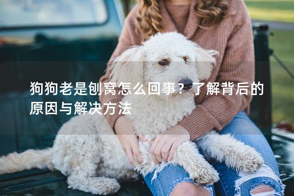 狗狗老是刨窝怎么回事？了解背后的原因与解决方法