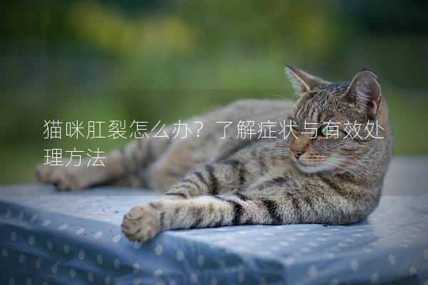 猫咪肛裂怎么办？了解症状与有效处理方法