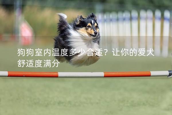 狗狗室内温度多少合适？让你的爱犬舒适度满分