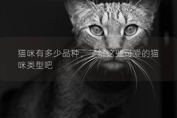 猫咪有多少品种，了解这些可爱的猫咪类型吧