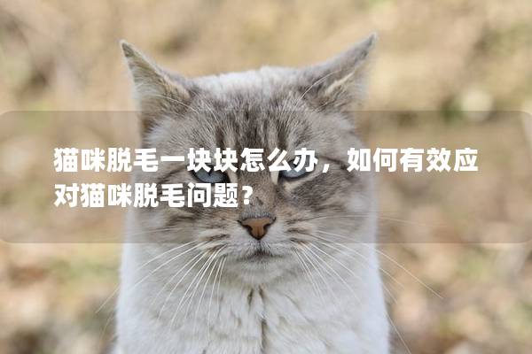 猫咪脱毛一块块怎么办，如何有效应对猫咪脱毛问题？