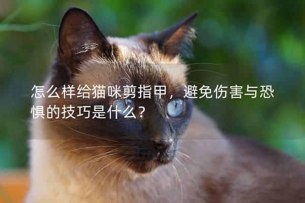 怎么样给猫咪剪指甲，避免伤害与恐惧的技巧是什么？