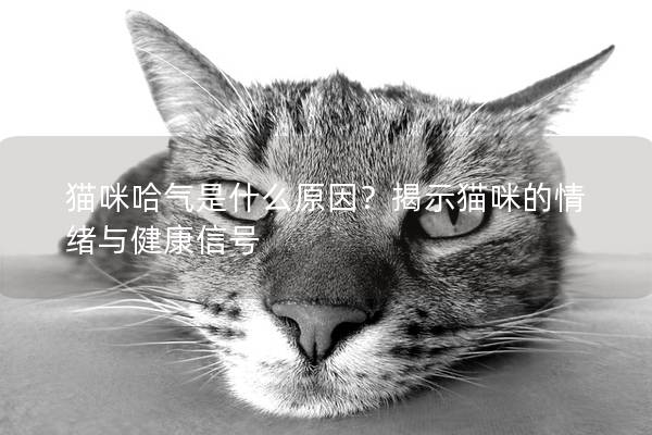 猫咪哈气是什么原因？揭示猫咪的情绪与健康信号