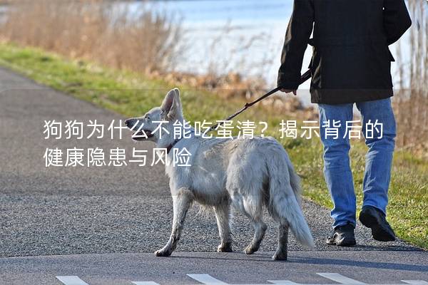 狗狗为什么不能吃蛋清？揭示背后的健康隐患与风险