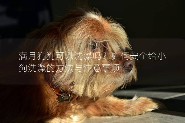 满月狗狗可以洗澡吗？如何安全给小狗洗澡的方法与注意事项