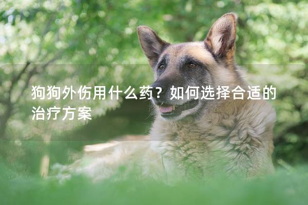 狗狗外伤用什么药？如何选择合适的治疗方案