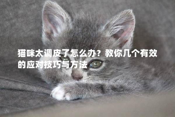 猫咪太调皮了怎么办？教你几个有效的应对技巧与方法