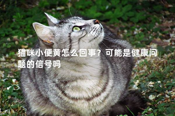 猫咪小便黄怎么回事？可能是健康问题的信号吗