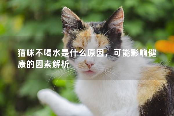 猫咪不喝水是什么原因，可能影响健康的因素解析