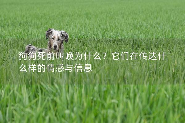 狗狗死前叫唤为什么？它们在传达什么样的情感与信息