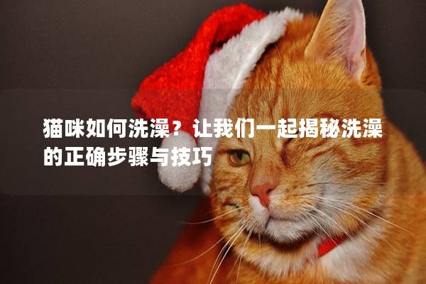 猫咪如何洗澡？让我们一起揭秘洗澡的正确步骤与技巧