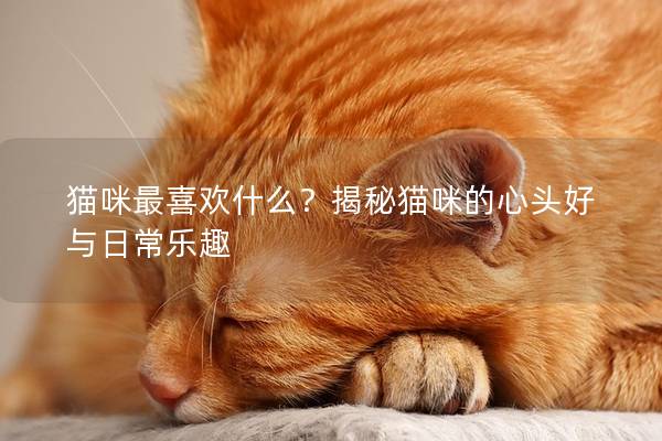 猫咪最喜欢什么？揭秘猫咪的心头好与日常乐趣