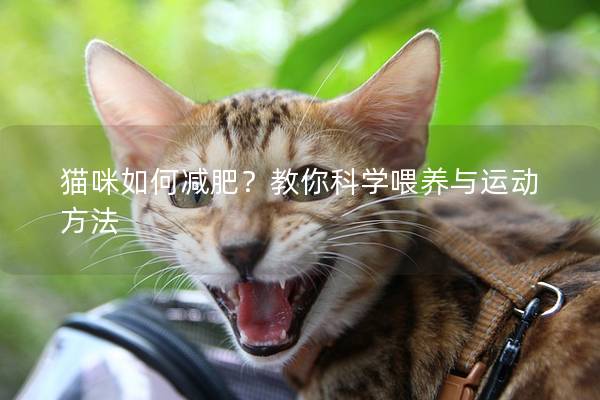 猫咪如何减肥？教你科学喂养与运动方法