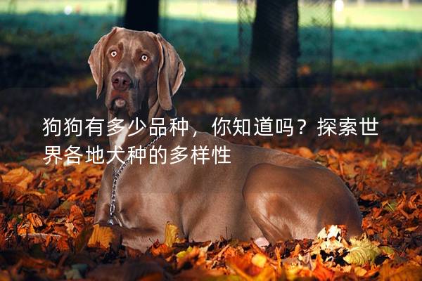 狗狗有多少品种，你知道吗？探索世界各地犬种的多样性