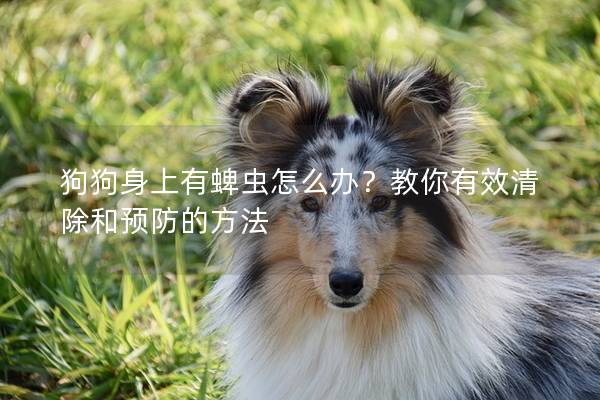 狗狗身上有蜱虫怎么办？教你有效清除和预防的方法