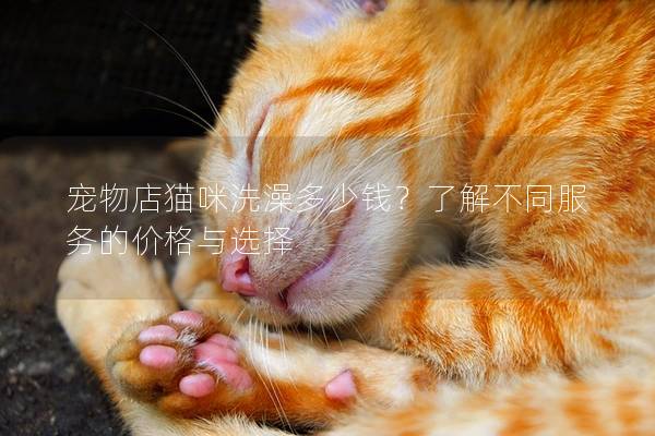 宠物店猫咪洗澡多少钱？了解不同服务的价格与选择