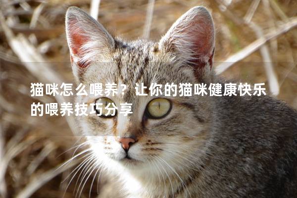 猫咪怎么喂养？让你的猫咪健康快乐的喂养技巧分享