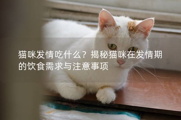 猫咪发情吃什么？揭秘猫咪在发情期的饮食需求与注意事项