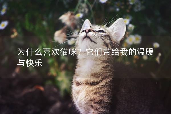 为什么喜欢猫咪？它们带给我的温暖与快乐