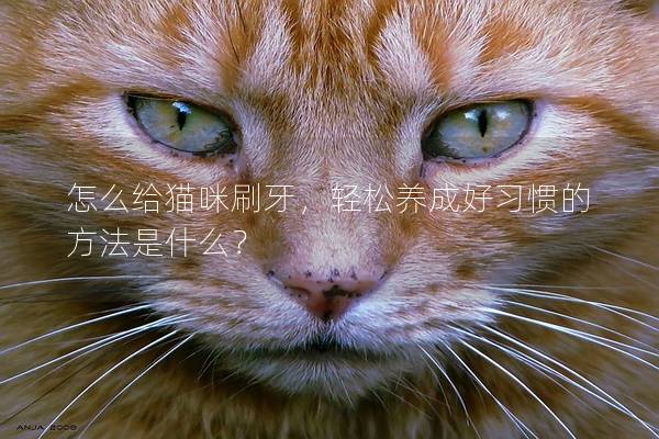 怎么给猫咪刷牙，轻松养成好习惯的方法是什么？