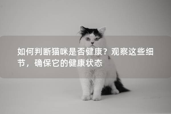 如何判断猫咪是否健康？观察这些细节，确保它的健康状态