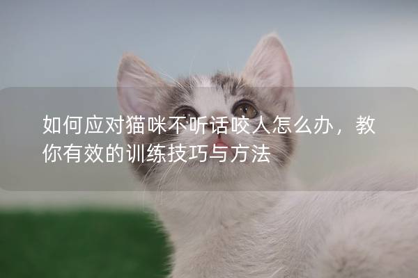 如何应对猫咪不听话咬人怎么办，教你有效的训练技巧与方法